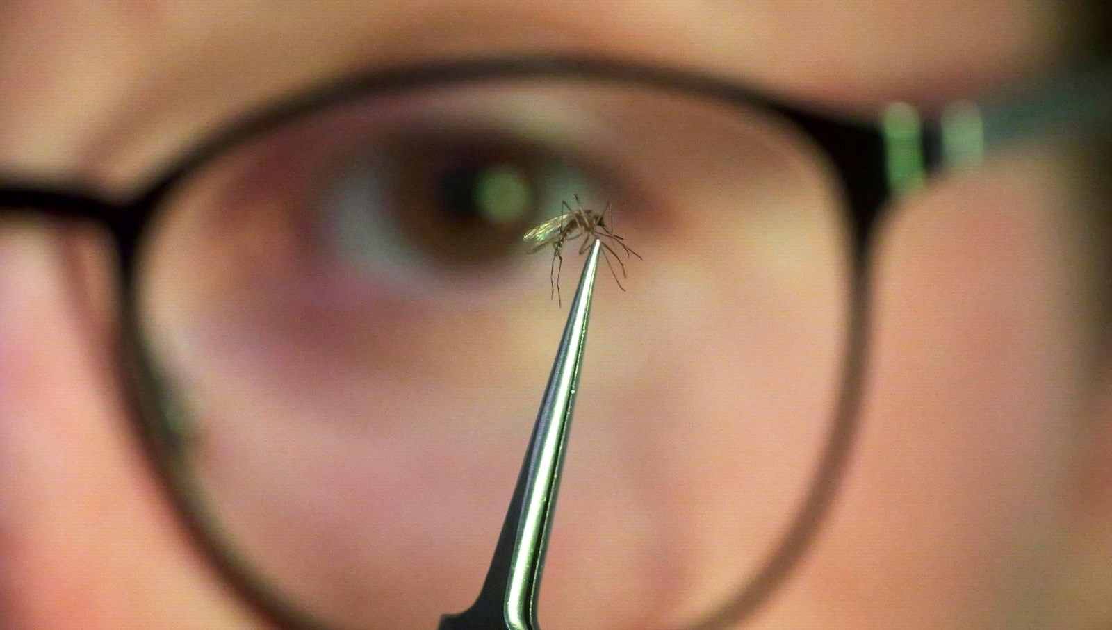 chikungunyasalgini yayildi cinde halk sagligi acil durumu ilan edildi wCF3suIQ