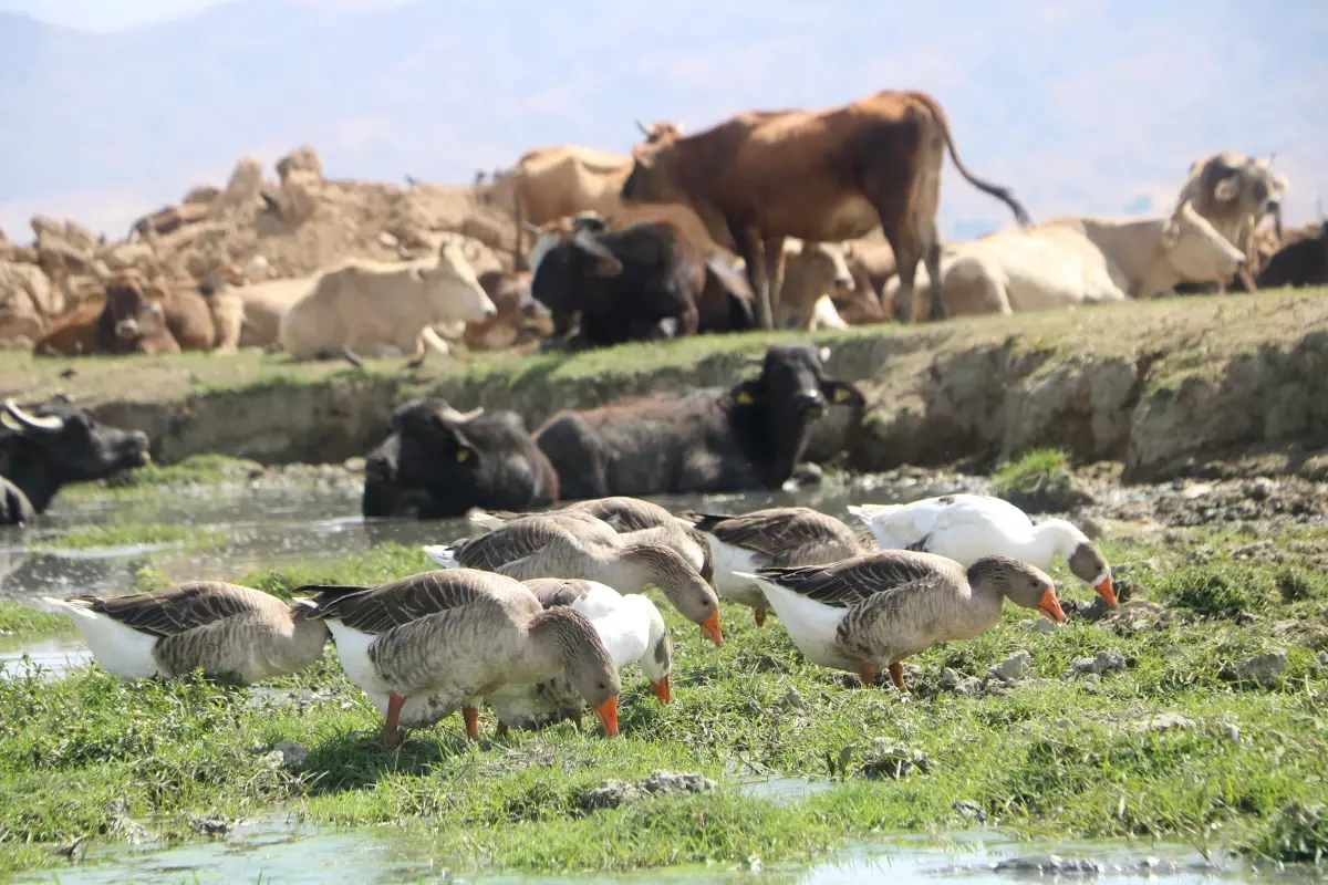 Yüksekova’da Manda Yetiştiriciliği Yeniden Canlandı yuksekovada manda yetistiriciligi yeniden canlandi qx6Z5I7b