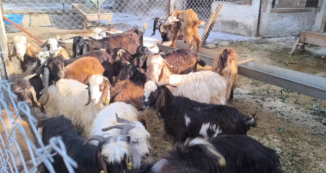 altinla yarisiyor diyerek isyan etti bir haftada 50 tl zam geldi VFq825LH.jpg