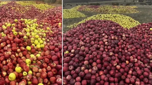 ispartada dokuntu elmalar meyve suyu olmak icin toplaniyor y4tUzO8M.webp