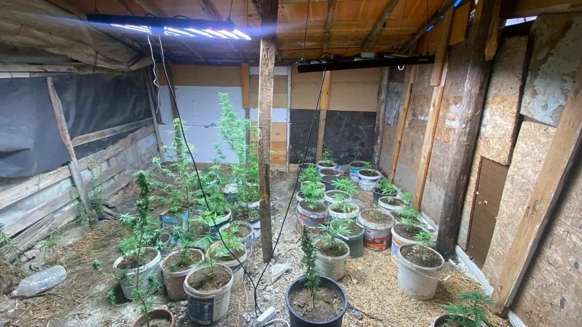 kusadasinda hint keneviri yetistiren iki supheli yakalandi rHwXL1ZR