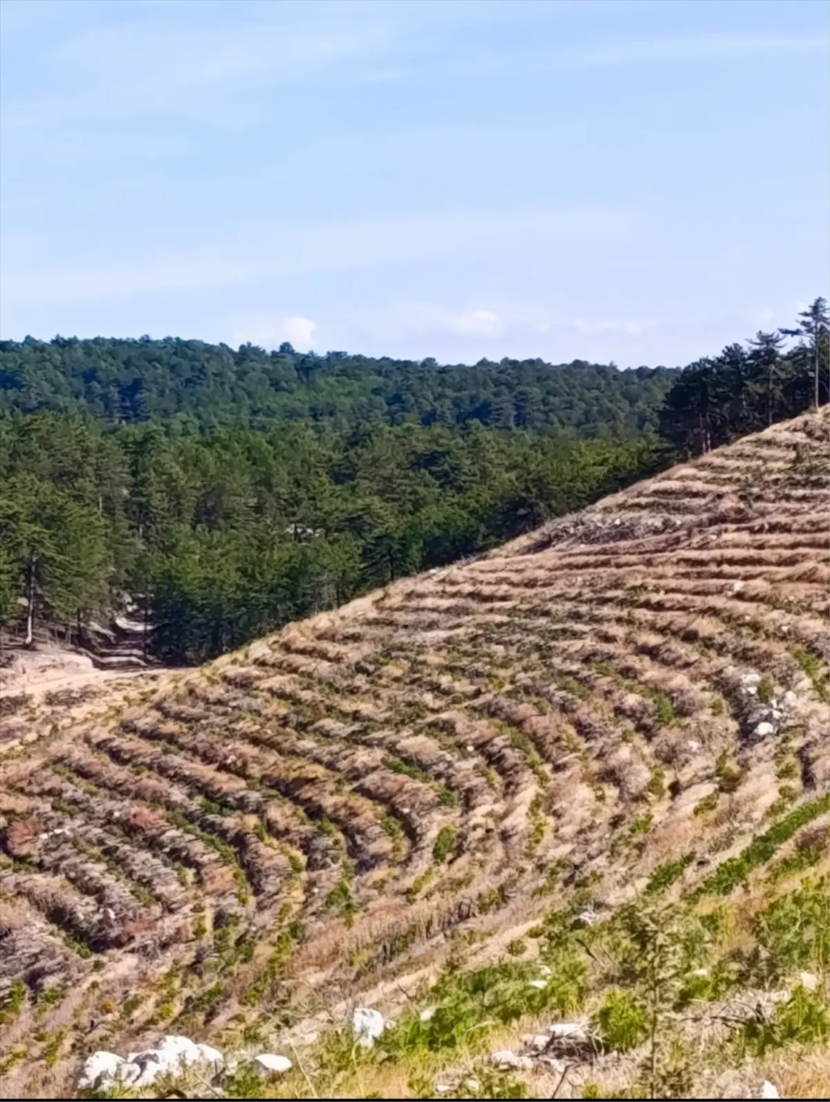 Nallıhan’da Yangın Sonrası 2 Milyon Fidan Dikildi nallihanda yangin sonrasi 2 milyon fidan dikildi 9MQMVuVN