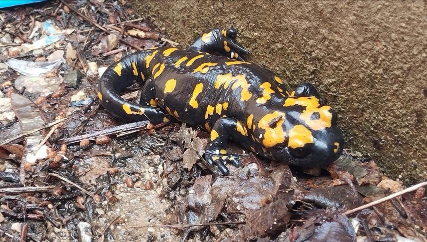 Nesilleri tehdit altında: Bitlis’te sarı benekli semenderler görüldü nesilleri tehdit altinda bitliste sari benekli semenderler goruldu DMexbwPG.jpg