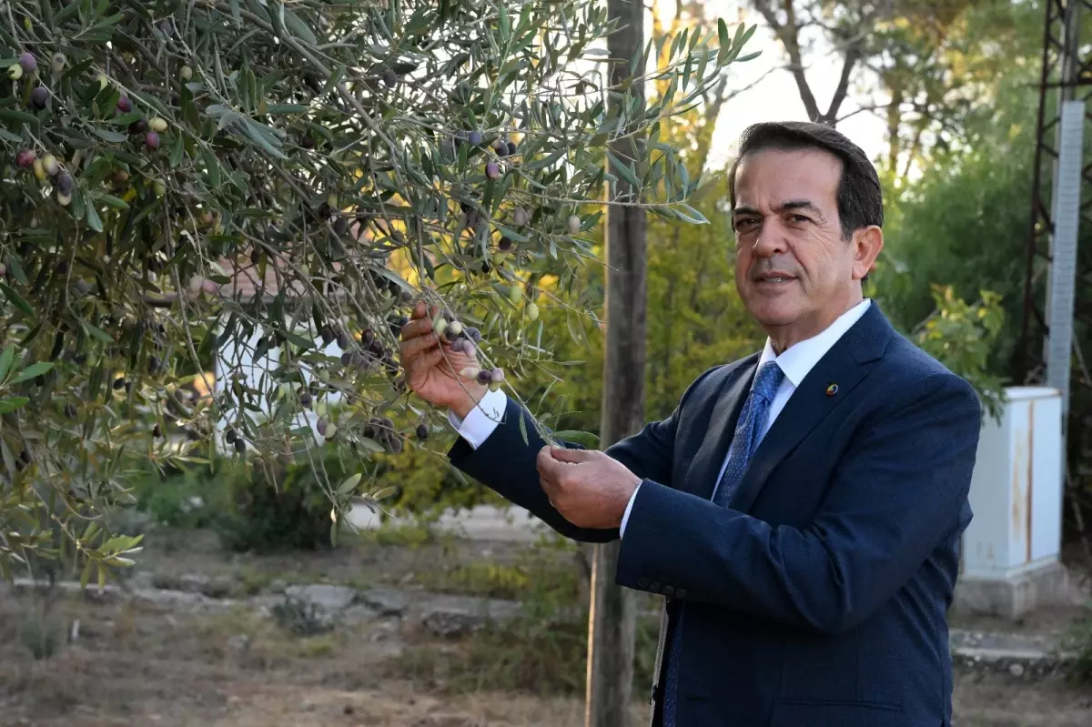 zeytinparkta asirlik zeytin agaclarindan 70 kilogram zeytin bekleniyor PSxqgWW7