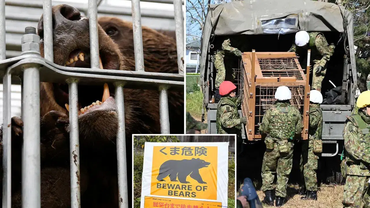 Ayı saldırıları kontrolden çıktı: Askerler sahaya iniyor ayi saldirilari kontrolden cikti askerler sahaya iniyor BtlQDPW4.jpg