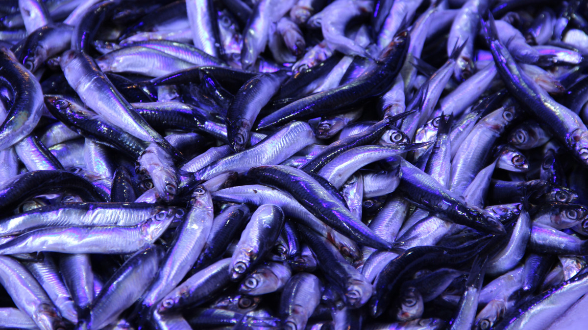 corumda hamsinin kilosu 40 liraya dustu kuyruk olustu Mlrl3Nuv.jpg