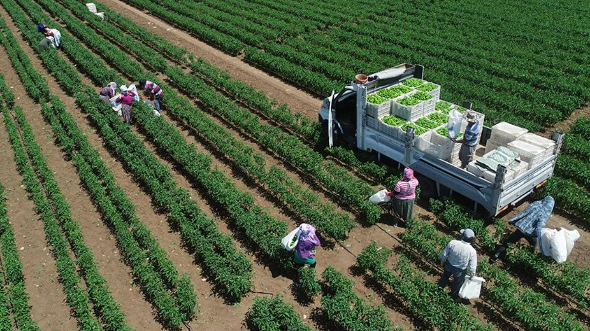 tarimsal uretimde rekor turkiye dunyada 7 avrupada 1inci siraya yerlesti HM3ON2Yh.jpg