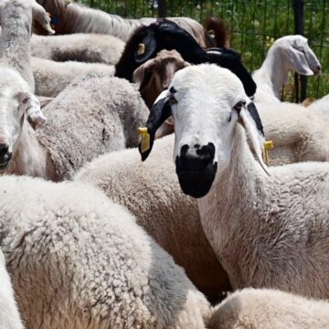 Emeklinin Kurban İhtiyacı Artık 4 Kilo Kıymaya Mı İndi?
