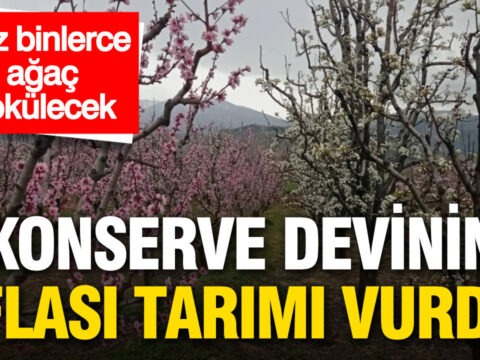 Konserve Devi Del Monte'nin İflası Tarımsal Üretimi Olumsuz Etkiledi: Yüz Binlerce Şeftali Ağacı Sökülecek